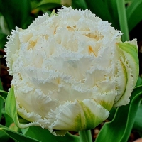 Tulipan Snow Crystal