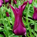 Tulipan Burgundy.jpg
