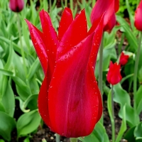 Tulipan Pieter de Leur.jpg