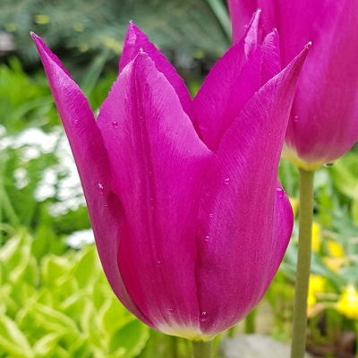 Tulipan liliokształtny Mariette 5szt