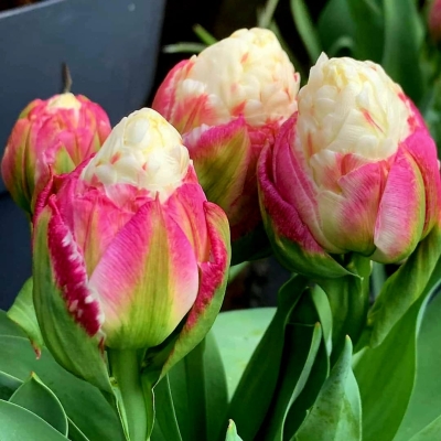 Tulipan pełny lodowy Ice Cream 5szt