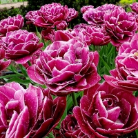 Tulipan Dream Touch.jpg