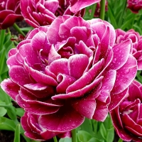 Tulipan Dream Touch.jpg