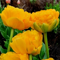 Tulipan Yellow Pomponette.jpg