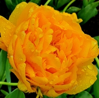 Tulipan Yellow Pomponette.jpg