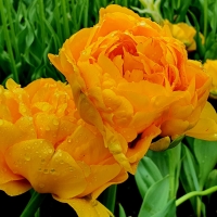 Tulipan Yellow Pomponette.jpg