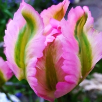 Tulipan Exotic Parrot
