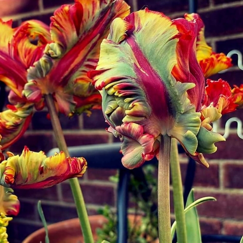 Tulipan Rasta Parrot