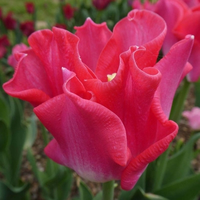 Tulipan Triumph Crown of Dynasty 5szt