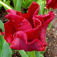Tulipan Red Dress