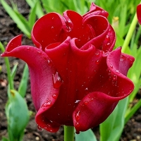 Tulipan Red Dress