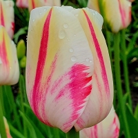 Tulipan Sorbet