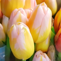 tulipan Flaming Coquette
