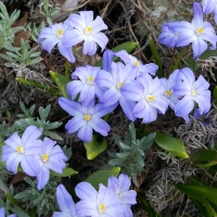 Śnieżnik Blue Giant