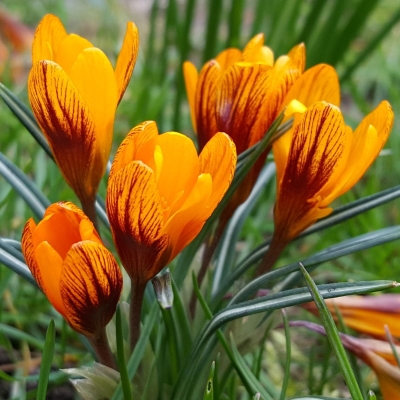 Krokus Orange Monarch 10szt