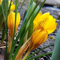 Krokus Fuscotinctus.jpg