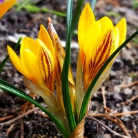 Krokus Fuscontictus.jpg