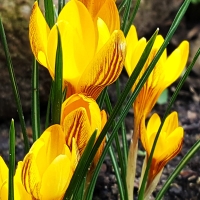Krokus Fuscontictus.jpg