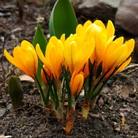 Krokus Fuscontictus.jpg