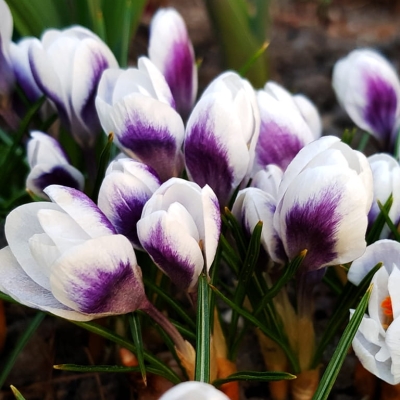 Krokus Prins Claus 10szt