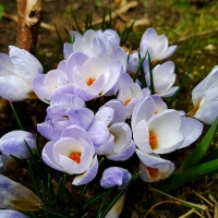 Krokus Blue Pearl.jpg