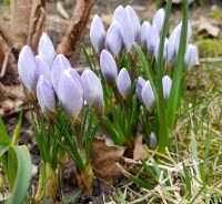 Krokus Blue Pearl.jpg