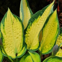 funkia orange marmelade 3.jpg
