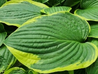 funkia aureomarginata.jpg