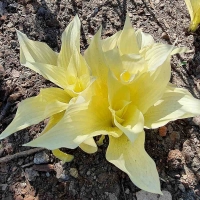 funkia white feather.jpg