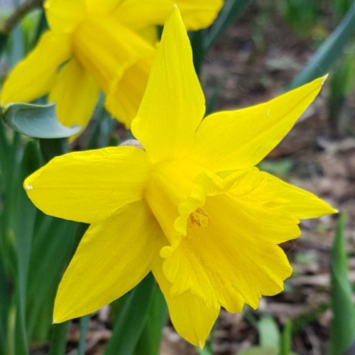 narcyz Dutch Master.jpg