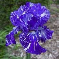 irys batik.jpg