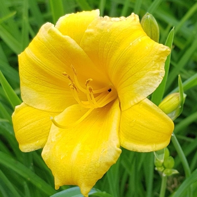 Liliowiec Stella d'Oro 1szt