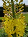Pustynnik eremurus Bungei