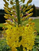 Pustynnik eremurus Bungei