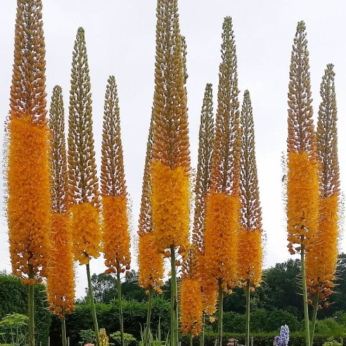 Pustynnik eremurus Cleopatra