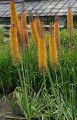 Pustynnik eremurus Cleopatra