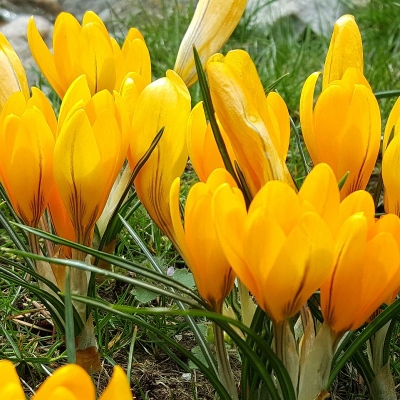 Krokus Romance 10szt