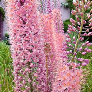 Pustynnik himalajski Eremurus Romance 1szt