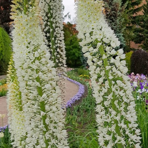 Pustynnik eremurus White