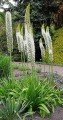 Pustynnik eremurus White