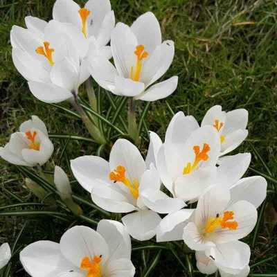 Krokus Miss Vain 10szt