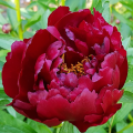 Piwonia Buckeye Belle