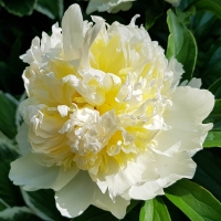 Piwonia Primavera