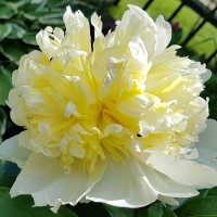 Piwonia Primavera