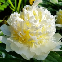 Piwonia Primavera