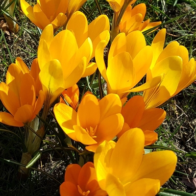 Krokus wielkokwiatowy Golden Yellow 10szt