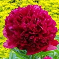 Piwonia Adolphe Rousseau