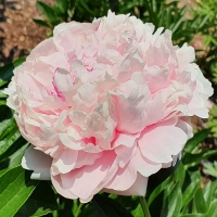 Piwonia Shirley Temple