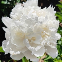 Piwonia Baroness Schroeder.jpg