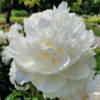 Piwonia Baroness Schroeder.jpg